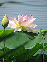 lotuslake-28.jpg (10701 bytes)